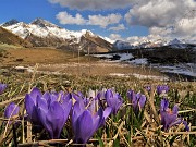 65 La neve si scioglie , fioriscono i Crocus vernus